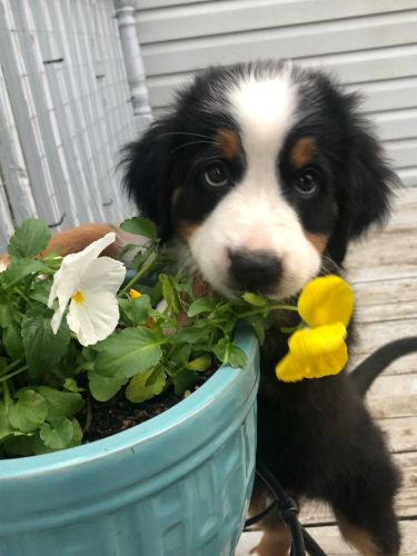 Orange Male- born 2/14/22