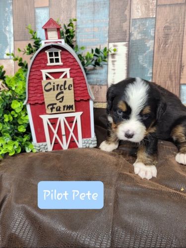 Male - Pilot Pete