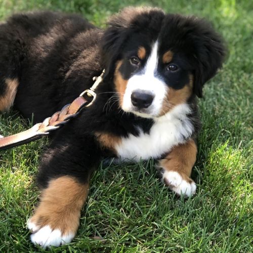 Bernese Mountain Dog