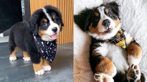 Gorgeous Bernese Mountain Dog Puppies