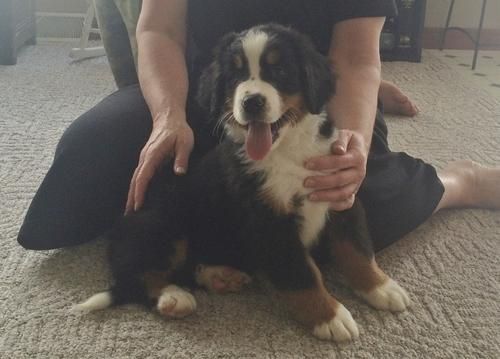 Bernese pups