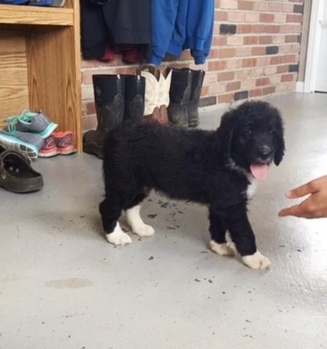 Roxy Bernadoodle ***