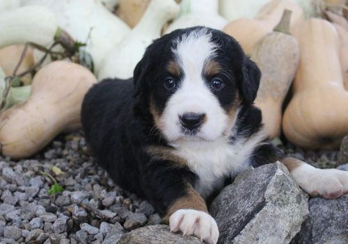 Patty Bernese