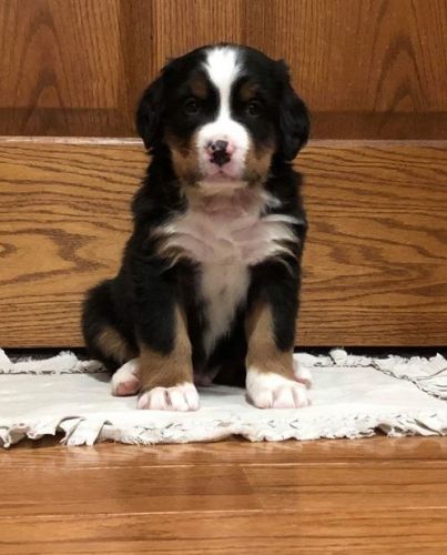 Bernese Mountian Dog puppies