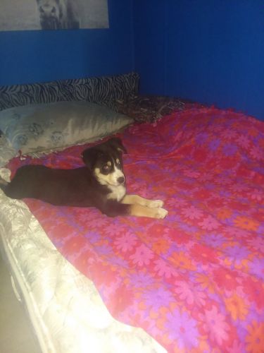 Bernese Mountain Dog/Siberian Husky