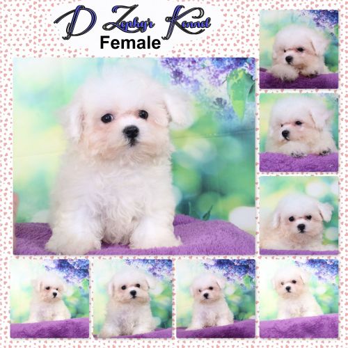 Bichon Frise Puppies