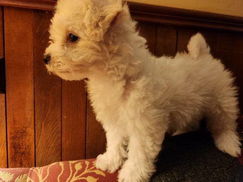 Bichon Frise puppies