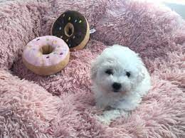Bichon Frise(Toy)
