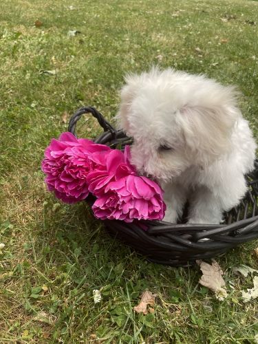 AKC Bichon Frise Male Puppy