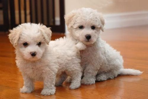 Bichon Frise puppies for sale.