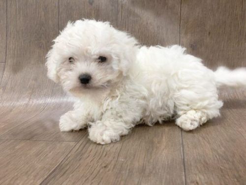 Bichon Frise