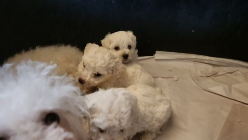 Bichon Frise puppies