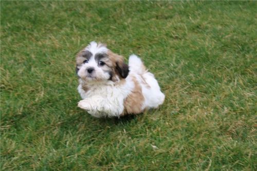 ichon Frise puppies with outstanding personalities