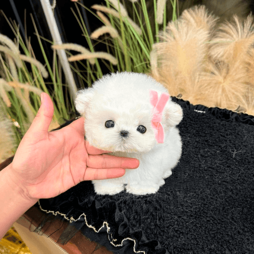 bichon frise teacup