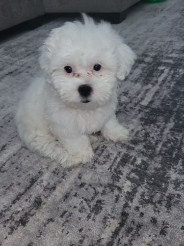 Bichion frise shih tzu