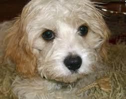 Female And Male Bichon Frise ***