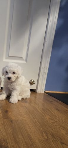 Bichon Frise Puppies for sale in Anderson, SC, USA. price: $900