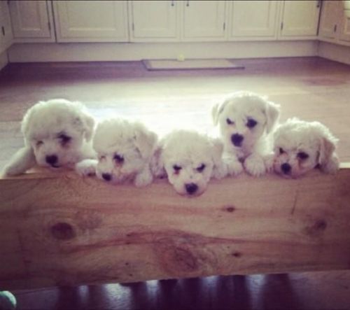Bichon Frise Puppies