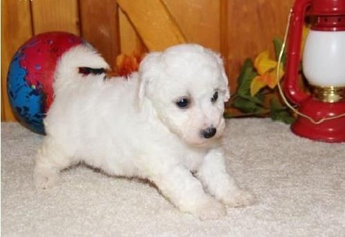 Bichon Frise puppies up for adoption