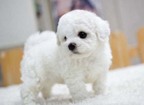 Beautiful Bichon Frise puppies for sale