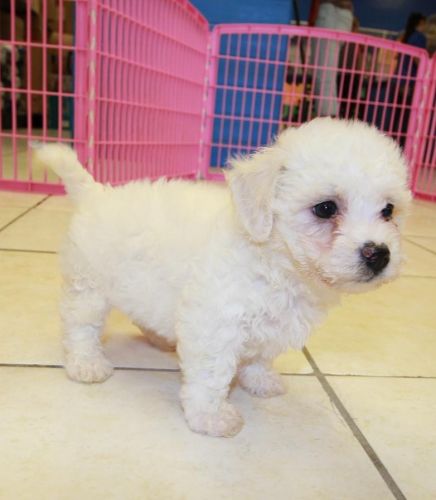 Akc Registered Bichon Frise Pups For Sale