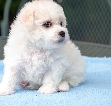 Bichon Frise Puppies For Sale.