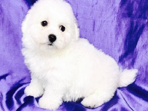 Beautiful Bichon Frise Puppies