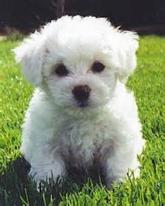 Bichon Frise Pups TEXT , ***