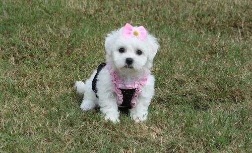 Beautiful Bichon Frise puppies for sale. Text (***) ***-***2