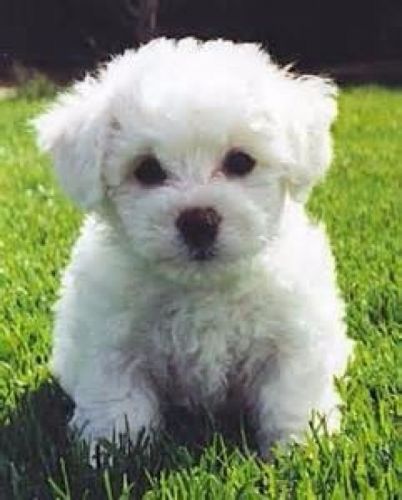 Bichon Frise Pups