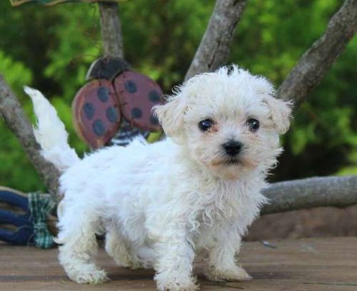 Healthy Home raised Bichon Frise Puppies