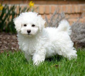Fluffy White Bichon Frise Puppies