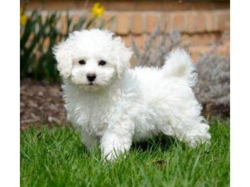 well trained Bichon puppies