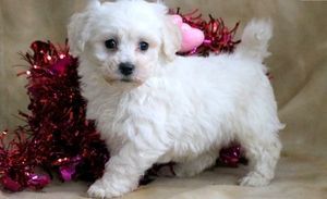 Bichon Frise Puppies For Adoption