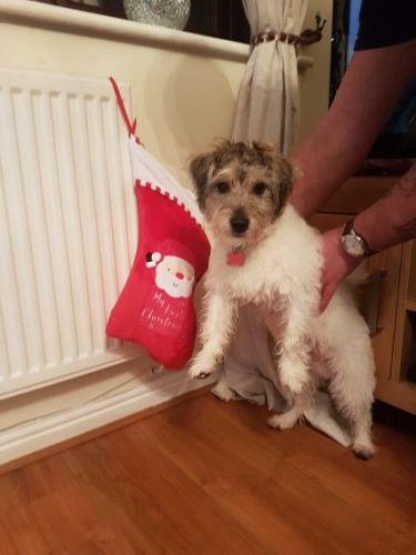 Beautiful Bichon X Jack Russell Boy.