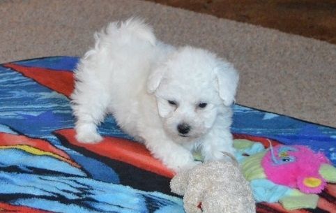 AKC Small Bouncy Bichon Frise Puppy (12 weeks)