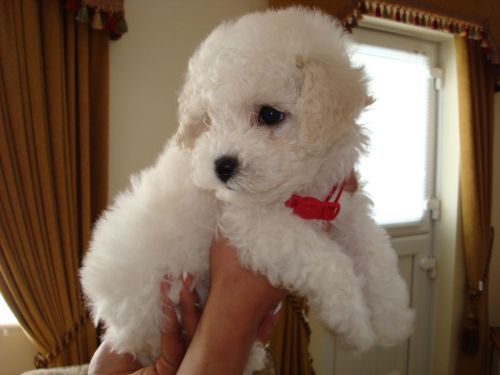 Beautiful Bichon Frise puppies (***) ***-***4