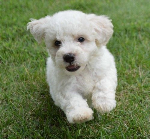 Super adorable Bichon Frise Puppies