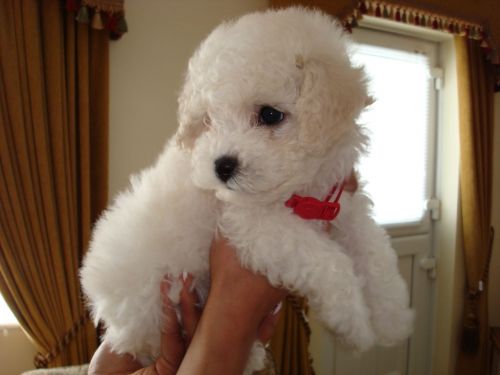 Beautiful Bichon Frise puppies