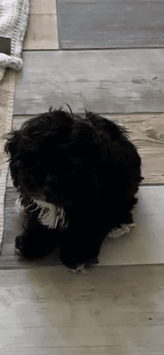 CockerAchon for sale