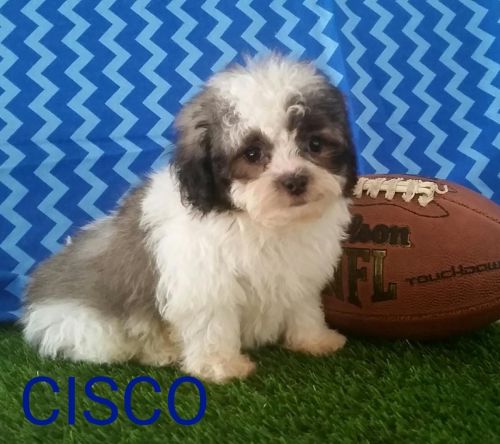 Cisco Male Shih Chon ***