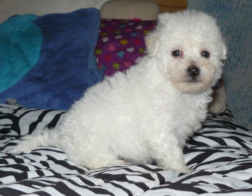 Playful Bichon poo puppies