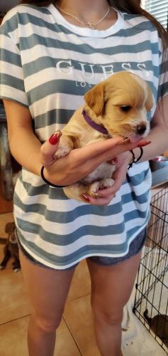 Bichonpoo Puppies for sale in 1123 E 12th Ave, Broomfield, CO 80020, USA. price: $1,000