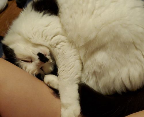 Charlee needs a new home