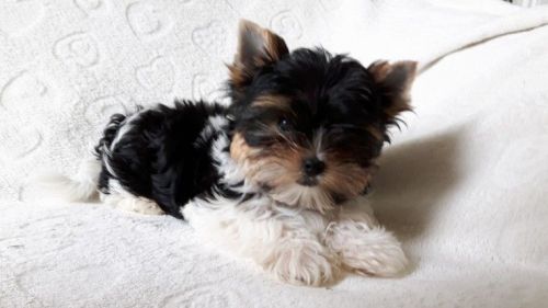 Stunning Biewer Yorkshire Terrier Puppies