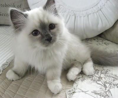 Wow! Lovely Birman Kittens For New Homes