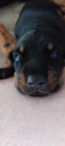 Black and tan coonhounds