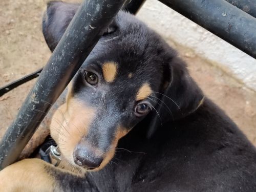 For adoption here are to dogs both are active