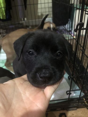 6 week old Blackmouth Cur mix Puppies