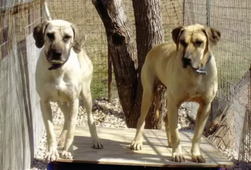 black mouth cur dogs - caring